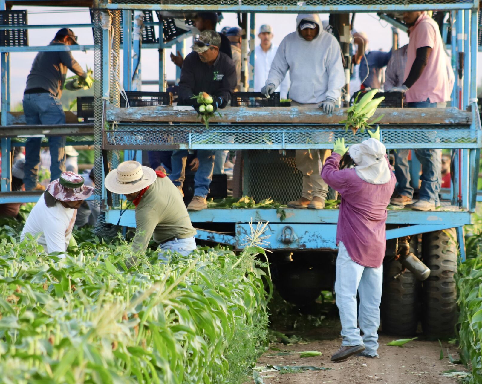 Olathe Sweet Corn harvest